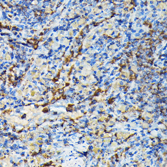 PRC1 Rabbit Polyclonal Antibody - Image 6
