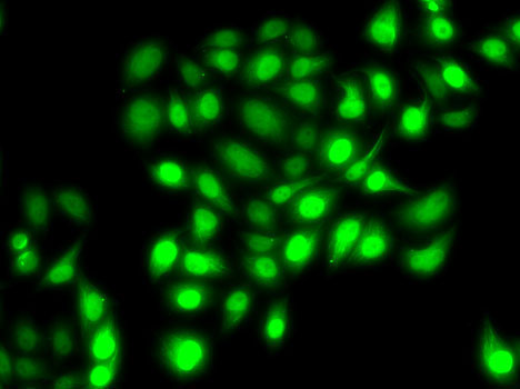 PRC1 Rabbit Polyclonal Antibody - Image 7