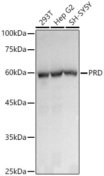 PRD Rabbit Monoclonal Antibody