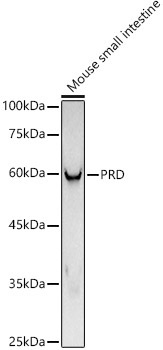 PRD Rabbit Monoclonal Antibody - Image 2