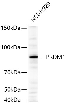 PRDM1 Rabbit Polyclonal Antibody