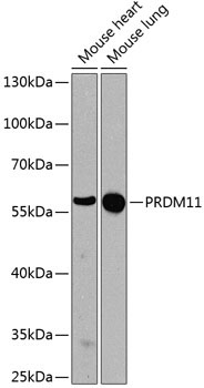 PRDM11 Rabbit Polyclonal Antibody