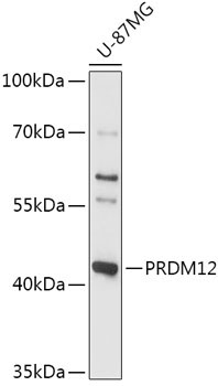 PRDM12 Rabbit Polyclonal Antibody