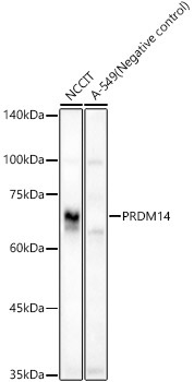 PRDM14 Rabbit Polyclonal Antibody