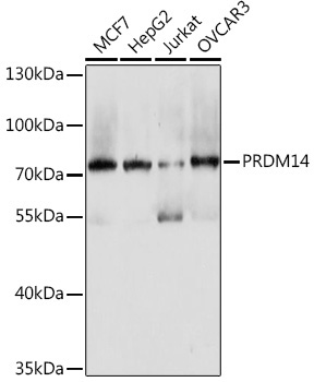 PRDM14 Rabbit Polyclonal Antibody