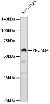 PRDM14 Rabbit Polyclonal Antibody - Image 2