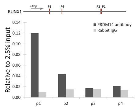 PRDM14 Rabbit Polyclonal Antibody - Image 4