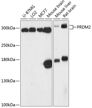 PRDM2 Rabbit Polyclonal Antibody