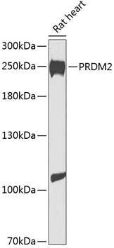 PRDM2 Rabbit Polyclonal Antibody