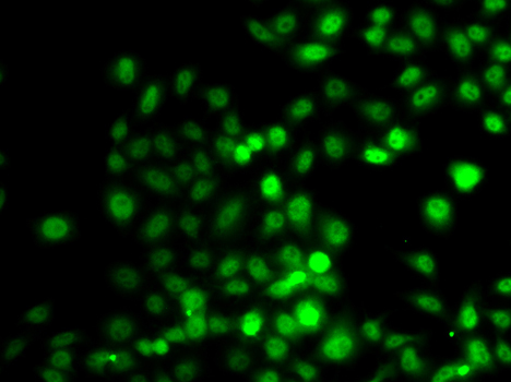 PRDM7 Rabbit Polyclonal Antibody - Image 2