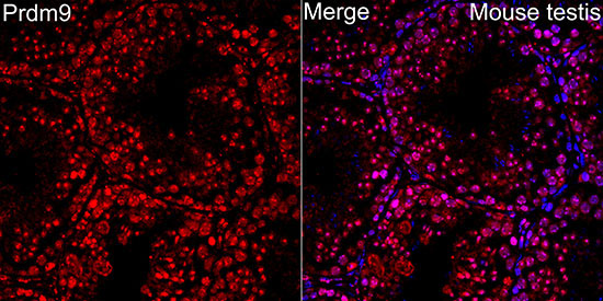 Prdm9 Rabbit Polyclonal Antibody