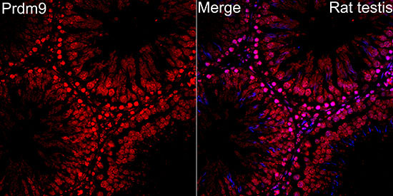 Prdm9 Rabbit Polyclonal Antibody - Image 2