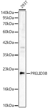 PRELID3B Rabbit Polyclonal Antibody