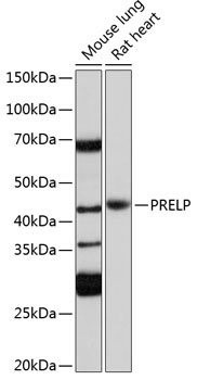 PRELP Rabbit Polyclonal Antibody