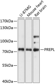 PREPL Rabbit Polyclonal Antibody