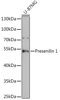 Presenilin 1 Rabbit Polyclonal Antibody