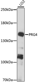 PRG4 Rabbit Polyclonal Antibody