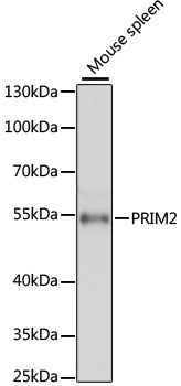 PRIM2 Rabbit Polyclonal Antibody - Image 2