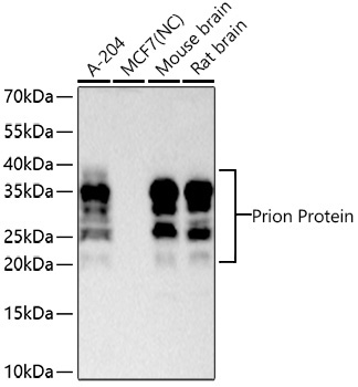 Prion Protein Rabbit Monoclonal Antibody