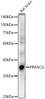 PRKACG Rabbit Polyclonal Antibody
