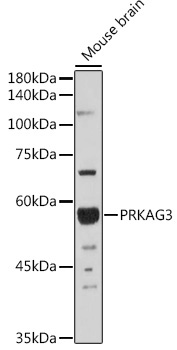 PRKAG3 Rabbit Polyclonal Antibody