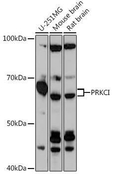 PRKCI Rabbit Polyclonal Antibody