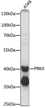 PRKX Rabbit Polyclonal Antibody