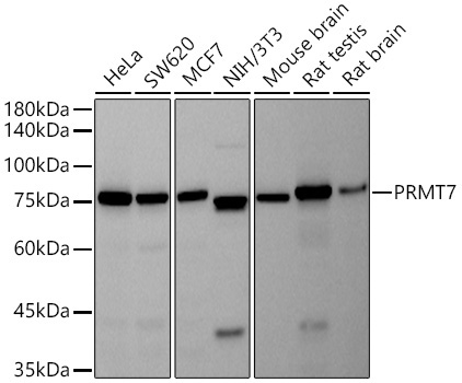 PRMT7 Rabbit Monoclonal Antibody