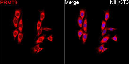 PRMT9 Rabbit Polyclonal Antibody - Image 2