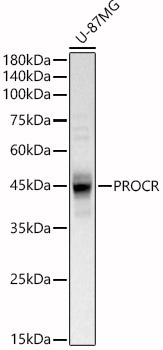 PROCR Rabbit Polyclonal Antibody