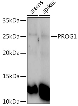 PROG1 Rabbit Polyclonal Antibody