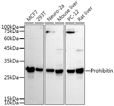 Prohibitin Rabbit Polyclonal Antibody