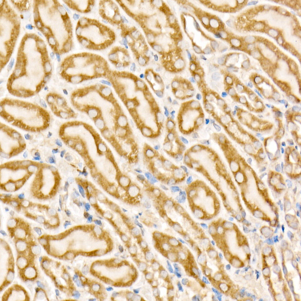 Prohibitin Rabbit Polyclonal Antibody - Image 3