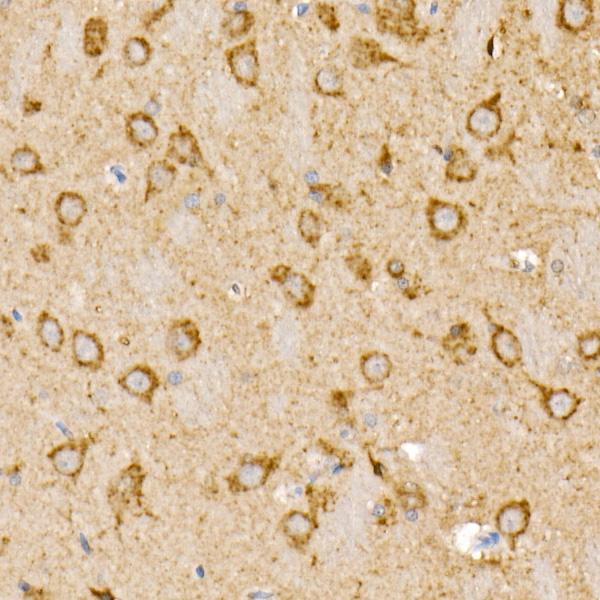 Prohibitin Rabbit Polyclonal Antibody - Image 4