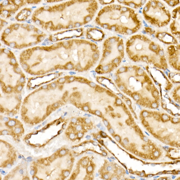 Prohibitin Rabbit Polyclonal Antibody - Image 5