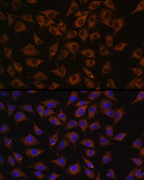 Prohibitin Rabbit Polyclonal Antibody - Image 6
