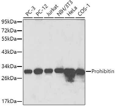 Prohibitin Rabbit Polyclonal Antibody