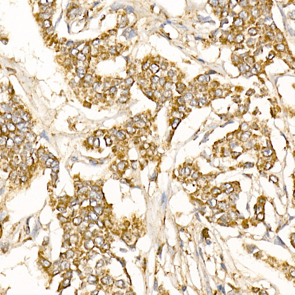 Prohibitin Rabbit Polyclonal Antibody - Image 2