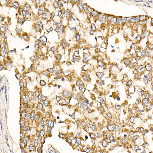 Prohibitin Rabbit Polyclonal Antibody - Image 3