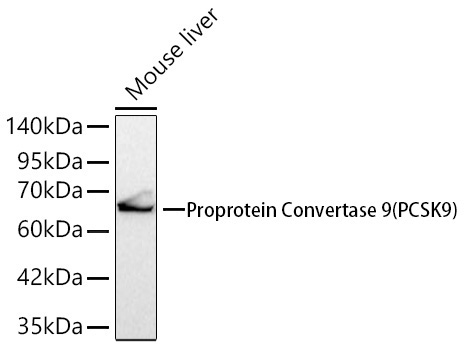 Proprotein Convertase 9(PCSK9) Rabbit Monoclonal Antibody