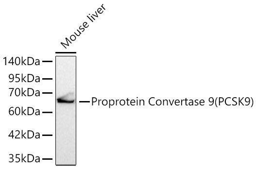 Proprotein Convertase 9(PCSK9) Rabbit Monoclonal Antibody - Image 2