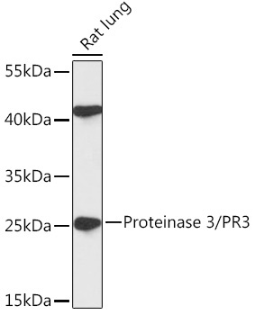 Proteinase 3/PR3 Rabbit Polyclonal Antibody