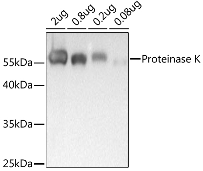 Proteinase K Rabbit Polyclonal Antibody