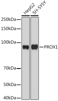PROX1 Rabbit Polyclonal Antibody