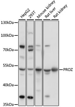 PROZ Rabbit Polyclonal Antibody