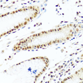 PRP19 Rabbit Polyclonal Antibody - Image 4