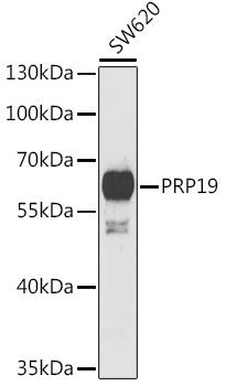 PRP19 Rabbit Polyclonal Antibody