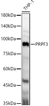 PRPF3 Rabbit Polyclonal Antibody