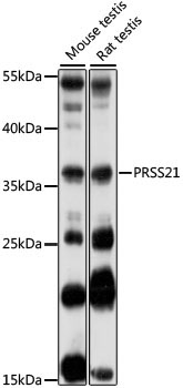 PRSS21 Rabbit Polyclonal Antibody
