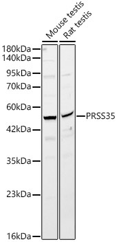 PRSS35 Rabbit Polyclonal Antibody